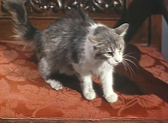 Hasta el viento tiene miedo - Even the Wind is Afraid - longhair gray and white cat angry on chair
