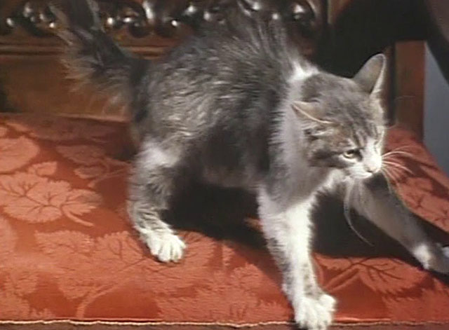 Hasta el viento tiene miedo - Even the Wind is Afraid - longhair gray and white cat spitting on chair