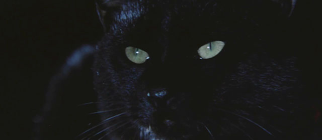The Haunted Castle - Hiroku kaibyô-den - black cat Tama close up