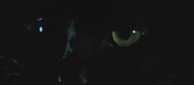 The Haunted Castle - Hiroku kaibyô-den - extreme close up of black cat Tama