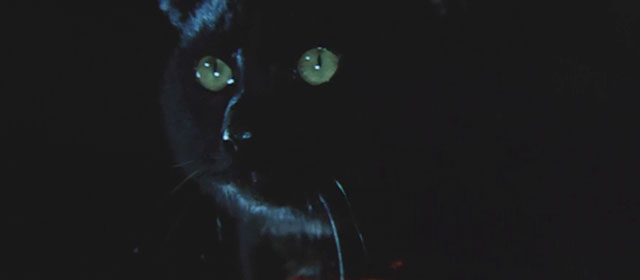 The Haunted Castle - Hiroku kaibyô-den - black cat Tama close up