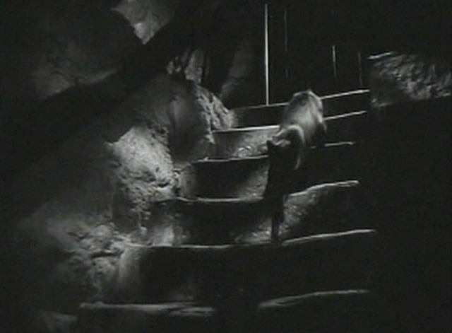 Haunted Honeymoon - Siamese cat on cellar steps