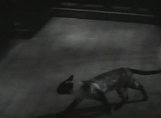 Haunted Honeymoon - Siamese cat running for window