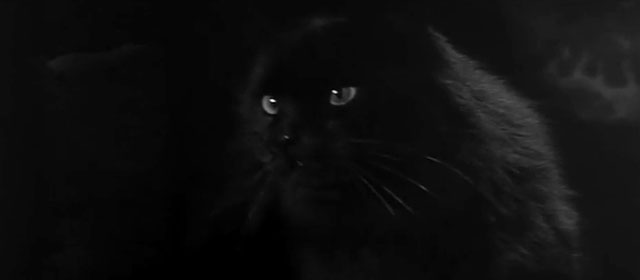 The Headless Ghost - close up of longhair black cat