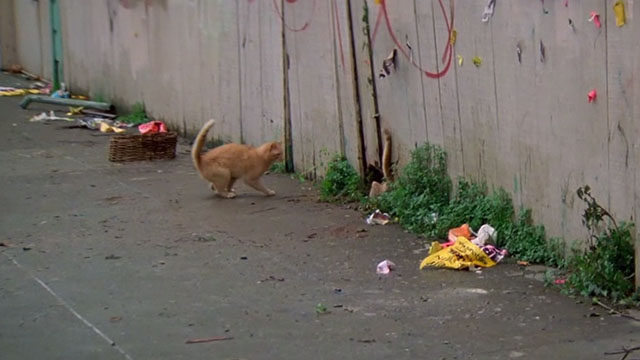 Heart and Souls - orange tabby cats running through hole in fence