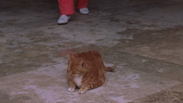 Heartbreakers - orange tabby cat with tongue out in front of mansion