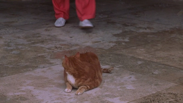 Heartbreakers - orange tabby cat looking back as man in salmon pants approaches