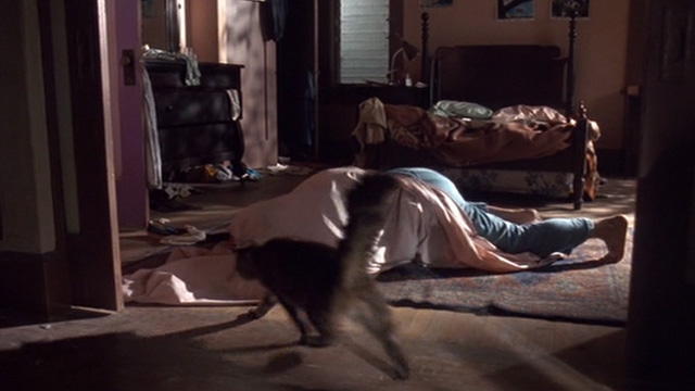 Heart Condition - long haired tabby cat Chuck running toward man under sheet on floor