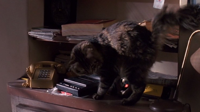 Heart Condition - long haired tabby cat Chuck next to answering machine