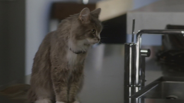 A Heavenly Christmas - gray and white Maine Coon cat Forbes