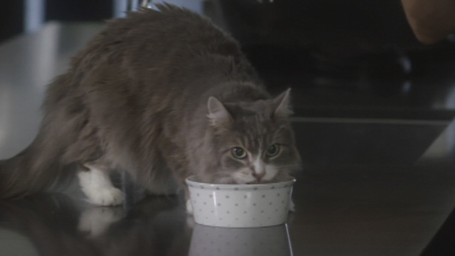 A Heavenly Christmas - gray and white Maine Coon cat Forbes eating from bowl