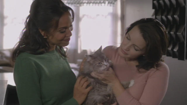 A Heavenly Christmas - gray and white Maine Coon cat Forbes being returned by neighbor