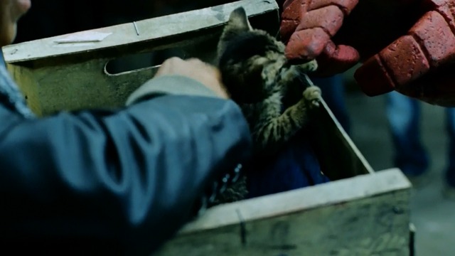 Hellboy - Hellboy Ron Perlman pets tabby kitten on head