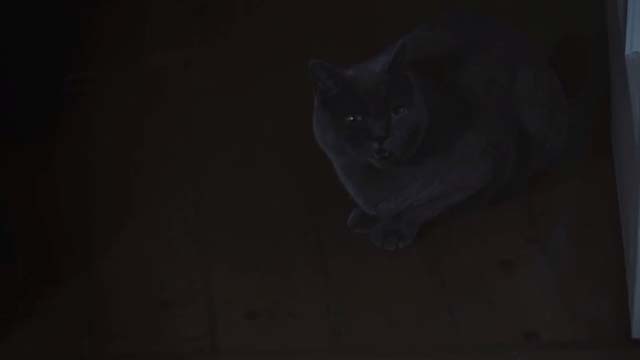Hell Cat - gray cat Charlie in dark