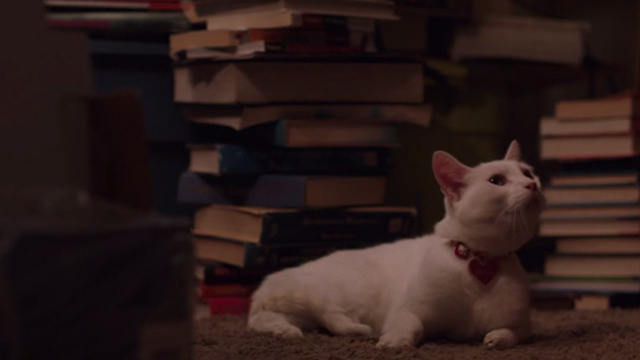 Hello My Name is Doris - white cat on floor surrounded by stacks of books