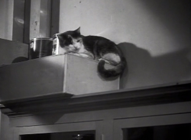 Hell's Kitchen - calico cat looking down from box on shelf