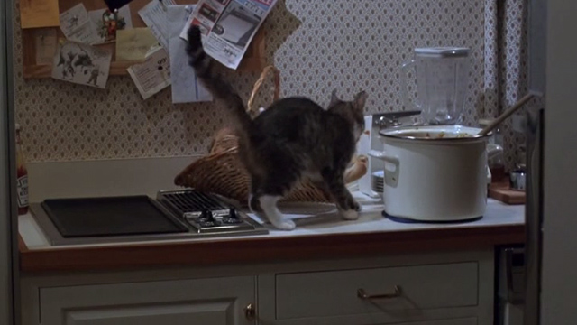 Her Alibi - small tabby cat Beeswax by pot on stove