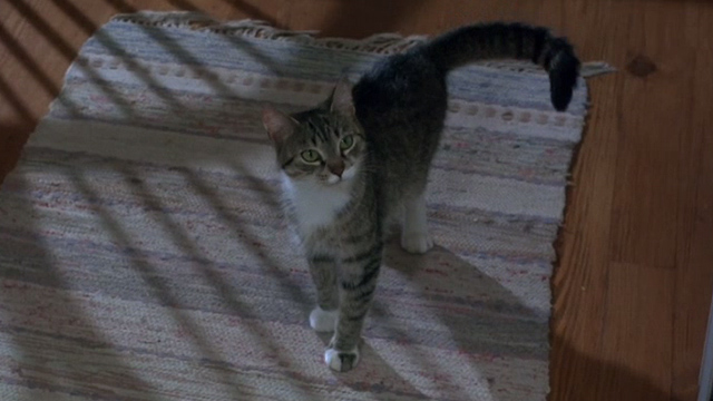 Her Alibi - small tabby cat Beeswax looking up