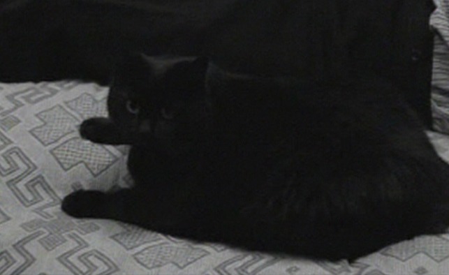 Here's Your Life - black cat on bed