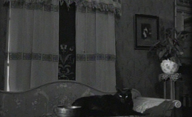 Here's Your Life - black cat laying on table