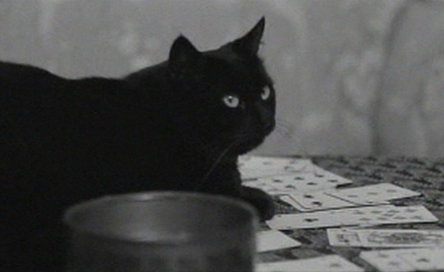 Here's Your Life - black cat laying on table with cards