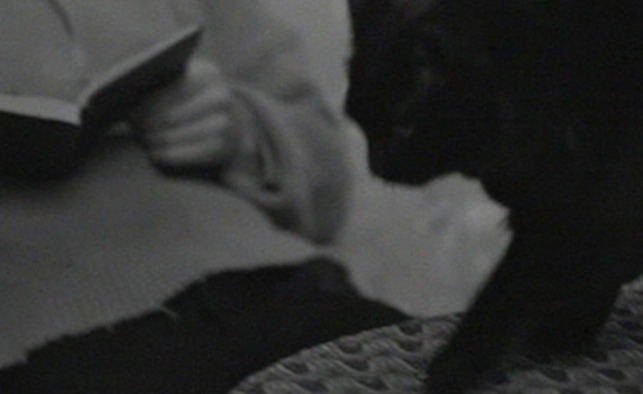 Here's Your Life - black cat going to jump off table