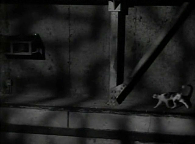 Her First Romance - calico cat skittering into scene