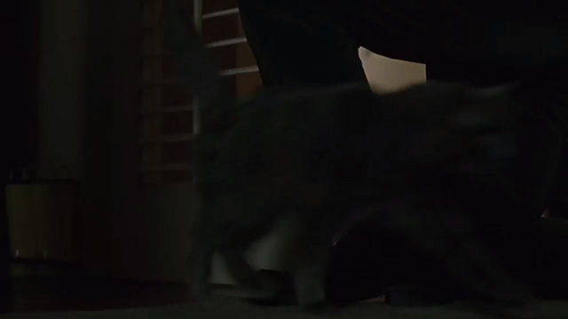 Hide and Seek - gray Maine Coon cat Sebastian running past David