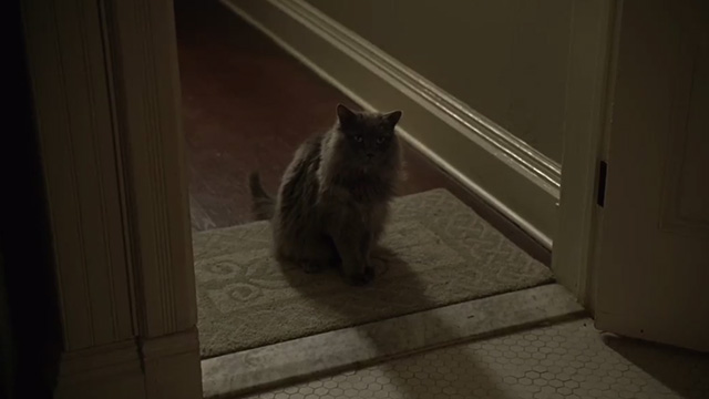 Hide and Seek - gray Maine Coon cat Sebastian sitting in doorway