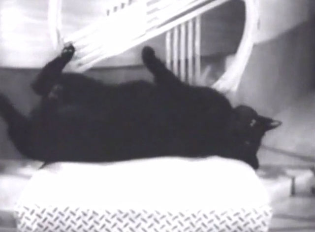 Hi Gang! - black cat Tiddles rolling over on chair