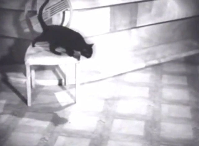 Hi Gang! - black cat Tiddles jumping down from chair