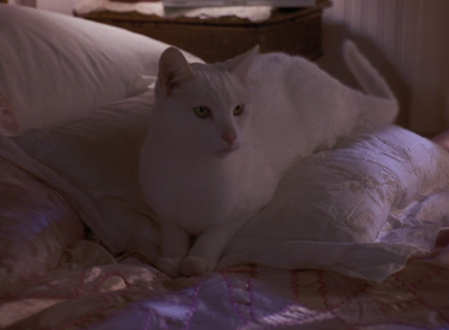 High School High - white cat sitting on bed