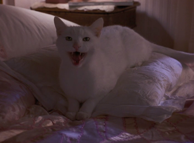 High School High - white cat sitting on bed meowing