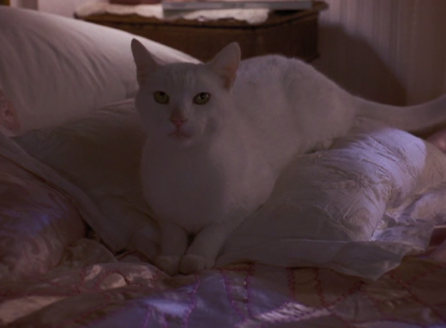 High School High - white cat sitting on bed
