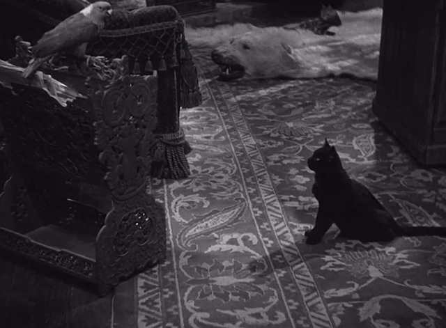 High, Wide and Handsome - black cat sitting on carpet with bird nearby and tabby cat on bear skin rug behind