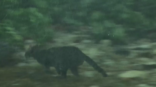 A High Wind in Jamaica - Tabby cat running away into jungle in rain