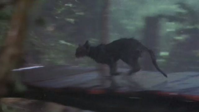 A High Wind in Jamaica - Tabby cat running across footbridge in rain