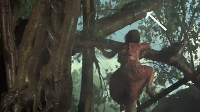 A High Wind in Jamaica - Tabby cat in tree with Emily Deborah Baxter climbing up after