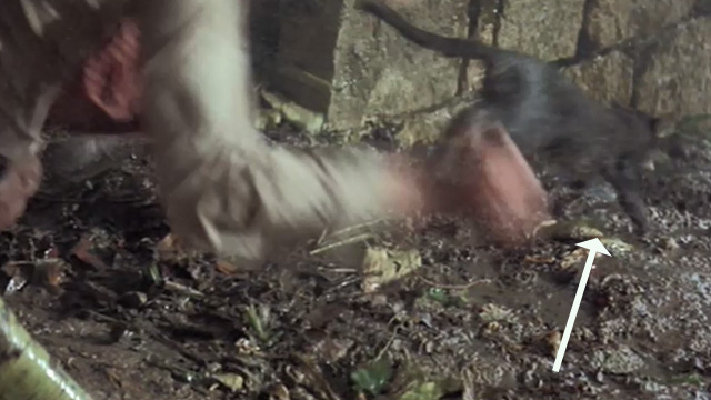 A High Wind in Jamaica - Tabby cat landing on ground after falling from tree