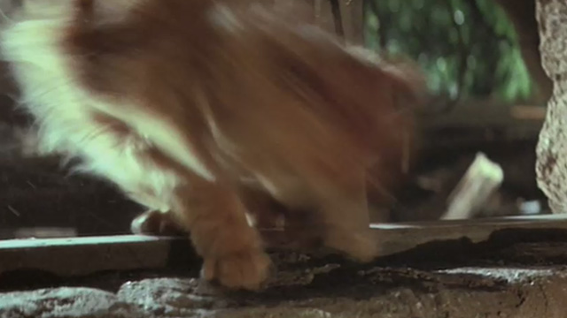 A High Wind in Jamaica - orange tabby cat darting through open window