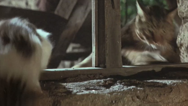 A High Wind in Jamaica - tabby and tuxedo cat scrambling through open window