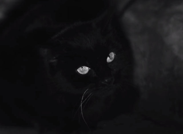 Hiroshima Mon Amour - close up of black cat