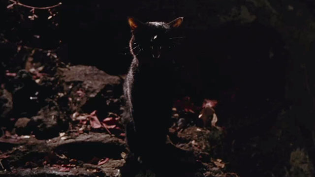 Hocus Pocus - black cat Binx meowing sadly