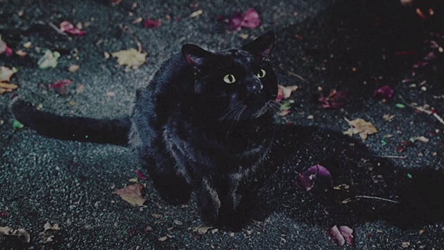 Hocus Pocus - black cat Binx