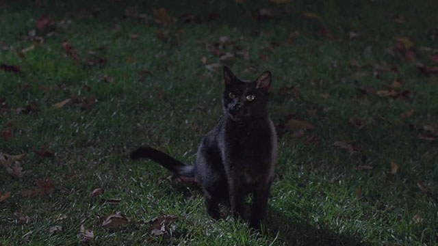 Hocus Pocus - black cat Binx