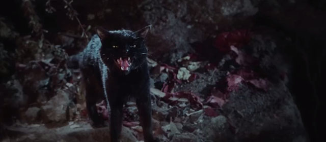 Hocus Pocus 2 - black cat Thackary Binx flashback from first movie