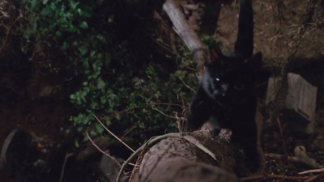 Hocus Pocus - black cat Binxclimbing tree