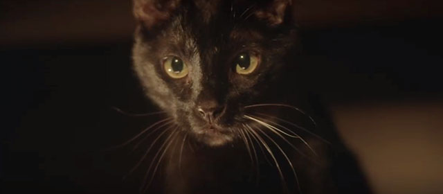 Hocus Pocus 2 - black cat Cobweb