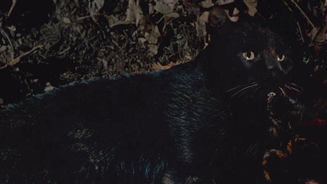 Hocus Pocus - black cat Binx dying