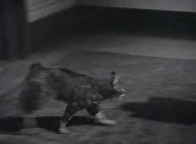 Hold That Kiss - bobtail tabby cat running into apartment building
